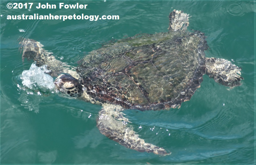 GREEN TURTLE Chelonia mydas THE REPTILES OF AUSTRALIA